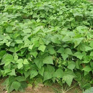 40+PROVIDER BUSH BEANS Seeds Organic Non Gmo Native Heirloom Vegetable Freezes Well Easy