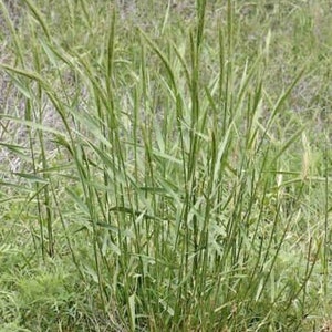 500+VIRGINIA EASTERN WILD Rye Seeds Native Prairie Grass Bunchgrass ...