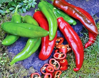100+ANAHEIM CHILI PEPPER Seeds Non Gmo Organic Heirloom Vegetable Garden Patio Container Easy