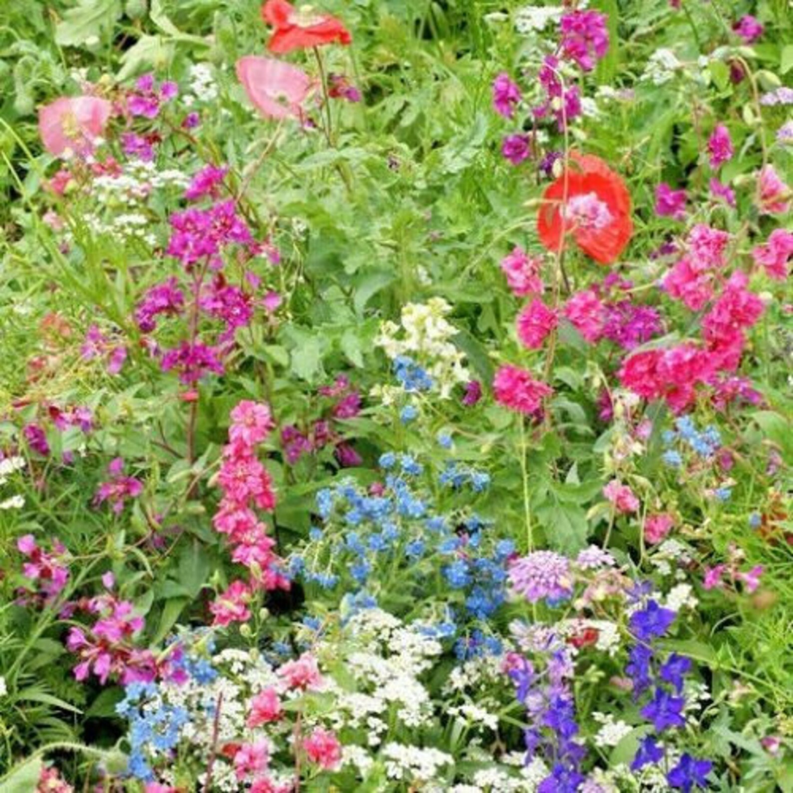2000PARTIAL SHADE WILDFLOWER Mix Seeds 18 Different Native Etsy