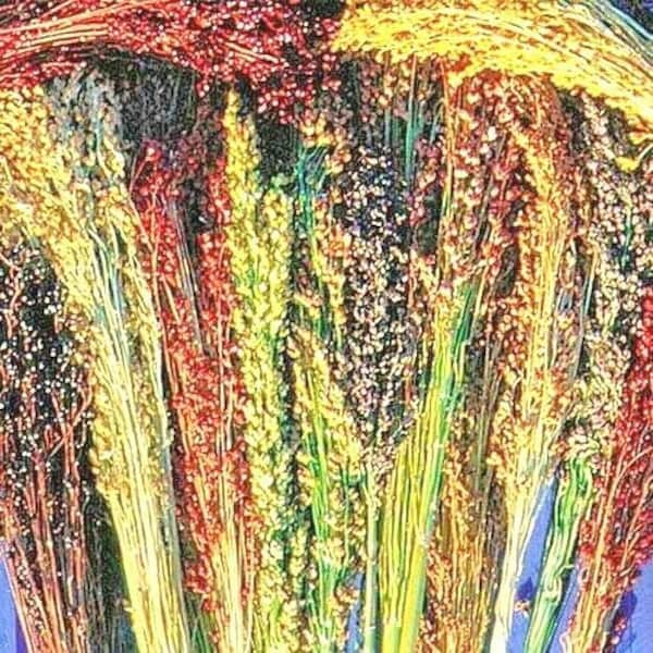 100+BROOM CORN Seeds Native Heirloom Sorghum Multi Color Crafts Home Accents Gold Red Bronze Purple Brown