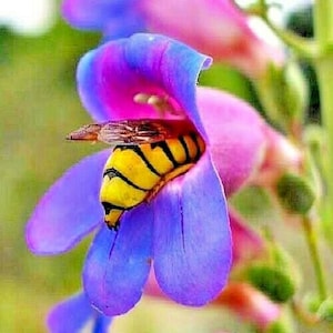 May include: A yellow and black striped bee pollinating a vibrant purple and pink flower. The bee is partially inside the flower, with its head and thorax visible.