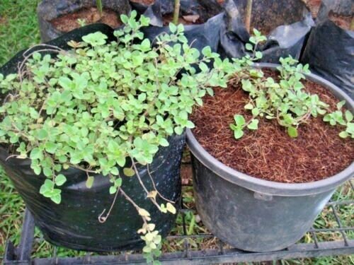 300+ TRUE GREEK OREGANO Seeds – Organic, Perennial, U.S. Grown (Origanum Vulgare Hirtum)