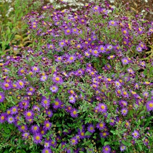 100+PRAIRIE ASTER Flower Seeds Native Wildflower Perennial Poor Soils Drought Heat Cold Fall Blooms Pollinators image 2