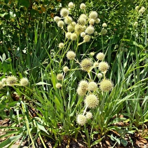 100+RATTLESNAKE MASTER Seeds Native Wildflower Perennial Poor Soils Drought Heat Cold Cut Dried Flowers