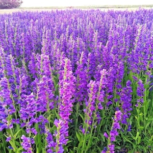 May include: A field of purple flowers in full bloom. The flowers are tall and slender, with many small blooms clustered together. The field is lush and green, with a few trees in the background.