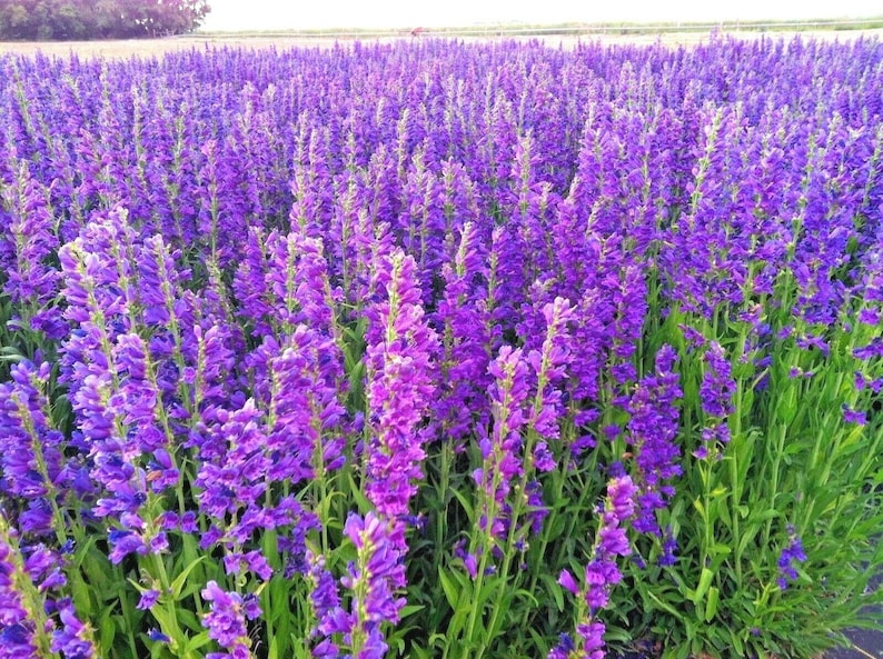 May include: A field of purple flowers in full bloom. The flowers are tall and slender, with many small blooms clustered together. The field is lush and green, with a few trees in the background.