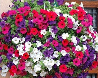 2000+DWARF PETUNIA MIX Flower Seeds Flowering Annual Patio Container Trailing Hanging Baskets Window Box Fast Easy
