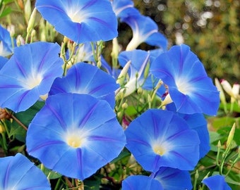 40+HEAVENLY BLUE MORNING Glory Seeds Summer Fall Flowers Container Climbing Flowering Vine Heat Poor Soils Drought Fast Easy