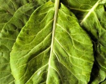 Collards - Collard Greens - Vates (Brassica oleracea var. viridis)- Va - Bumbles