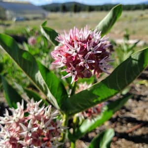 50+SHOWY MILKWEED Seeds Native Wildflower Monarch Caterpillar Food BUTTERFLIES