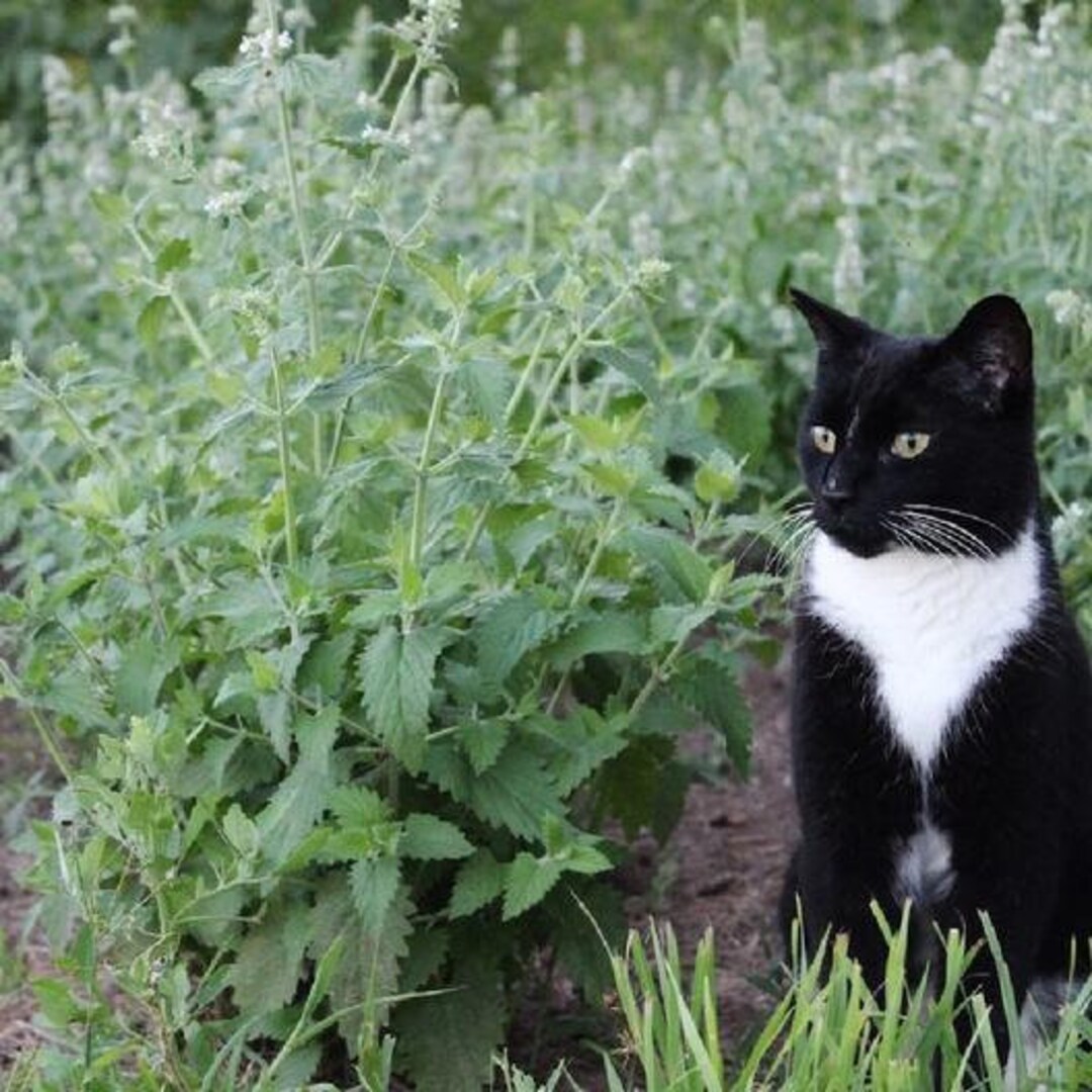 500CATNIP Seeds Native Herb Cat Sedative Fly Mosquito Repellent Patio Container Summer Garden