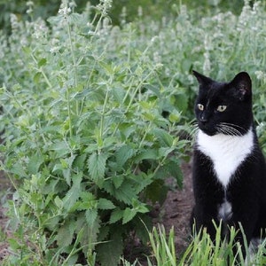 Catnip mosquito repellent top