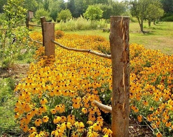 2000+BLACK EYED SUSAN Flower Seeds Native Wildflower Drought Heat Cold Tolerant Garden Patio Container Cut Flowers Pollinators