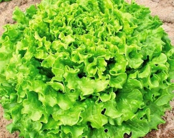 Green Ice Lettuce Seeds, Heirloom Heat and Bolt Resistant, USA Grown