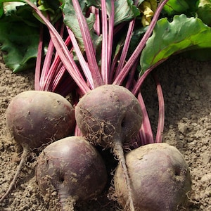 May include: A close-up shot of freshly harvested beets. The beets are a deep reddish-purple color, with rough, earthy skin. Green leaves and reddish stems are attached to the beets. The beets are lying on the soil.