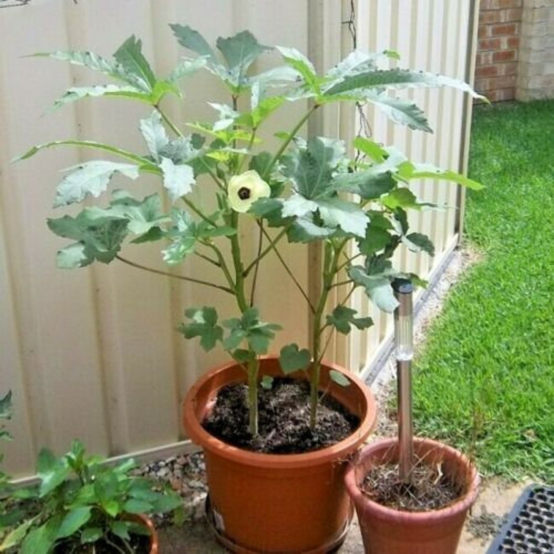 40PERKINS DWARF OKRA Seeds Organic Nongmo Open Pollenated Etsy