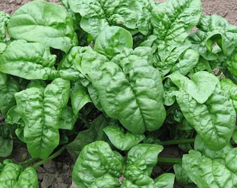 2,500 Giant Nobel Spinach seeds Bulk Microgreens Organic Non gmo USA Harvested 