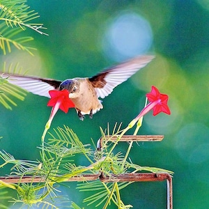 20+CYPRESS Hummingbird VINE Seeds Climber 6-12' Tall Summer Fall Flower Garden Container Fast Easy