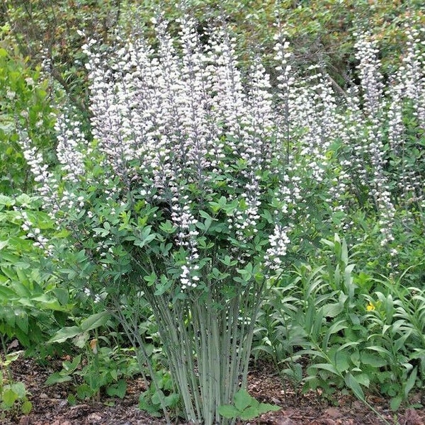 50+WHITE WILD False INDIGO Seeds Native Wildflower Perennial Nitrogen Fixing Poor Soils Cold Heat Drought