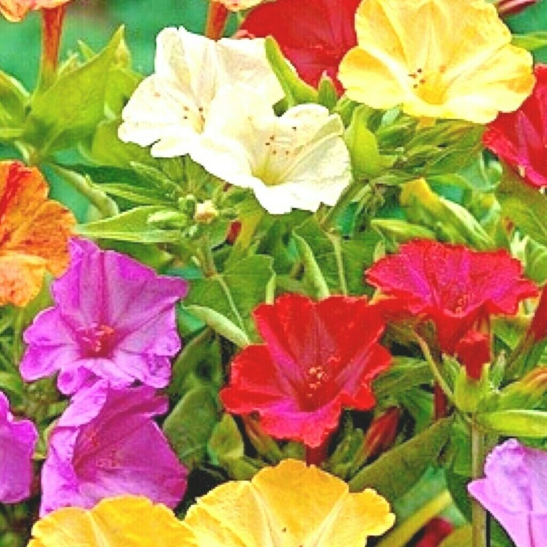 60FOUR O CLOCK MIX Flower Seeds Flowering Shrub Bush Night Blooms