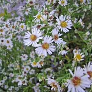 100+PRAIRIE ASTER Flower Seeds Native Wildflower Perennial Poor Soils Drought Heat Cold Fall Blooms Pollinators image 7