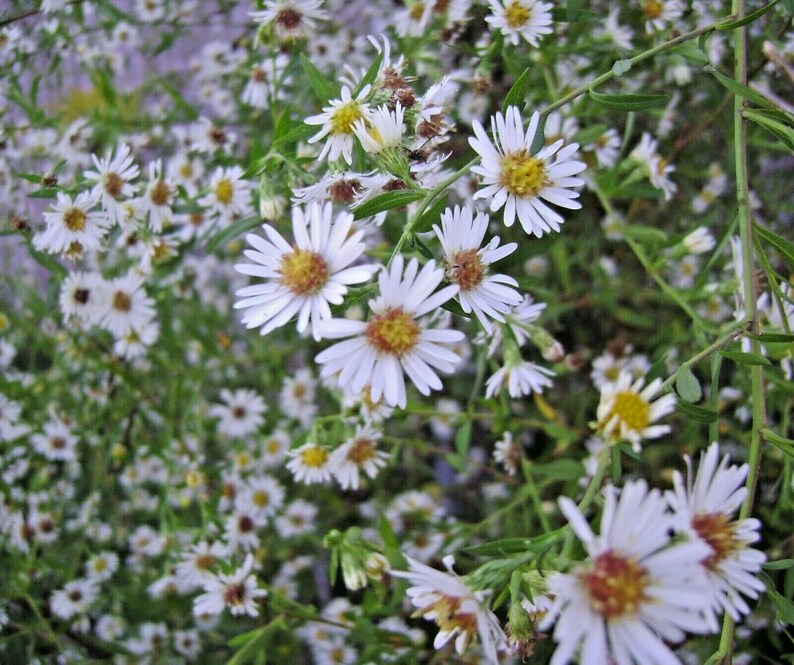 100+PRAIRIE ASTER Flower Seeds Native Wildflower Perennial Poor Soils Drought Heat Cold Fall Blooms Pollinators image 7