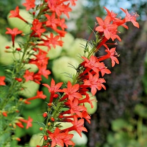 May include: A close-up of a cluster of bright red flowers with five petals each. The flowers are arranged in a vertical line, with the stems and leaves visible. The background is blurred and out of focus.