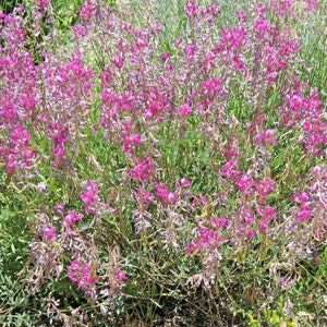 50UTAH Northern SWEETVETCH Flower Seeds Native Wildflower Drought Heat Cold Tolerant Poor Soils Long Bloomer image 2