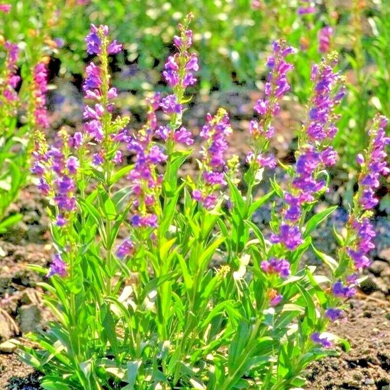 May include: A cluster of purple wildflowers with green stems and leaves. The flowers are in bloom and have a delicate, bell-shaped appearance.