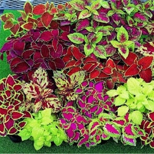 350+COLEUS RAINBOW MIX Flower Seeds Annual Shade Garden Patio Container Houseplant Groundcover