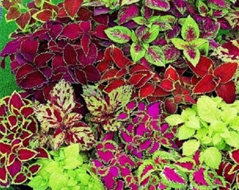 350+COLEUS RAINBOW MIX Flower Seeds Annual Shade Garden Patio Container Houseplant Groundcover