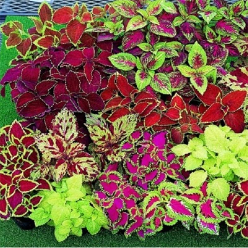 Sun Loving Coleus Plants - Etsy