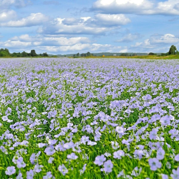 1000+BLUE FLAX Flower Seeds Native Wildflower Perennial Cold Heat Drought Poor Soils Game Birds Easy