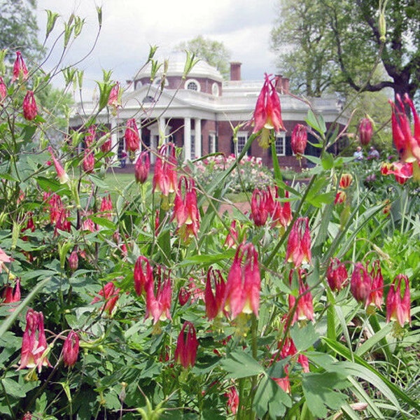 100+EASTERN RED COLUMBINE Flower Seeds Native Wildflower Perennial Shade Garden Patio Container Pollinators Easy