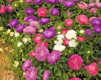 May include: A close-up view of a variety of colorful aster flowers in bloom. The flowers are pink, purple, and white, and they are arranged in a dense cluster. The flowers are surrounded by green leaves.