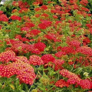 1000+RED YARROW Seeds Milfoil Perennial Wildflower Medicinal Plant Heat Cold Drought Tolerant Pollinators