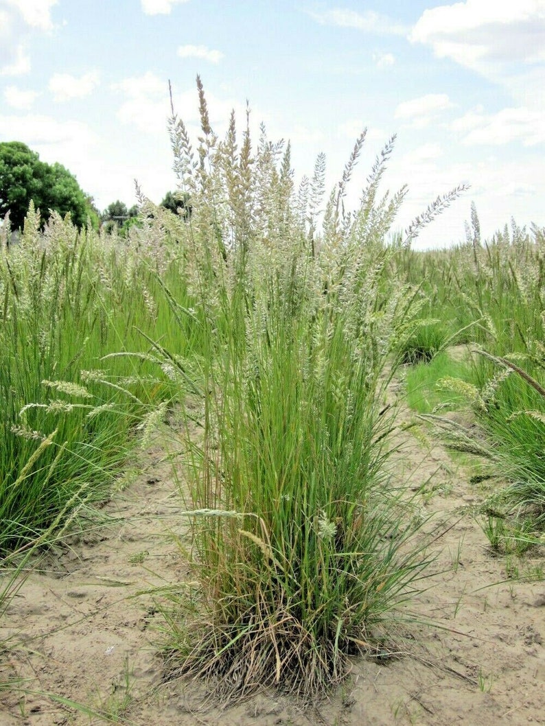 500PRAIRIE JUNE GRASS Seeds Native Prairie Grass Clumping Etsy