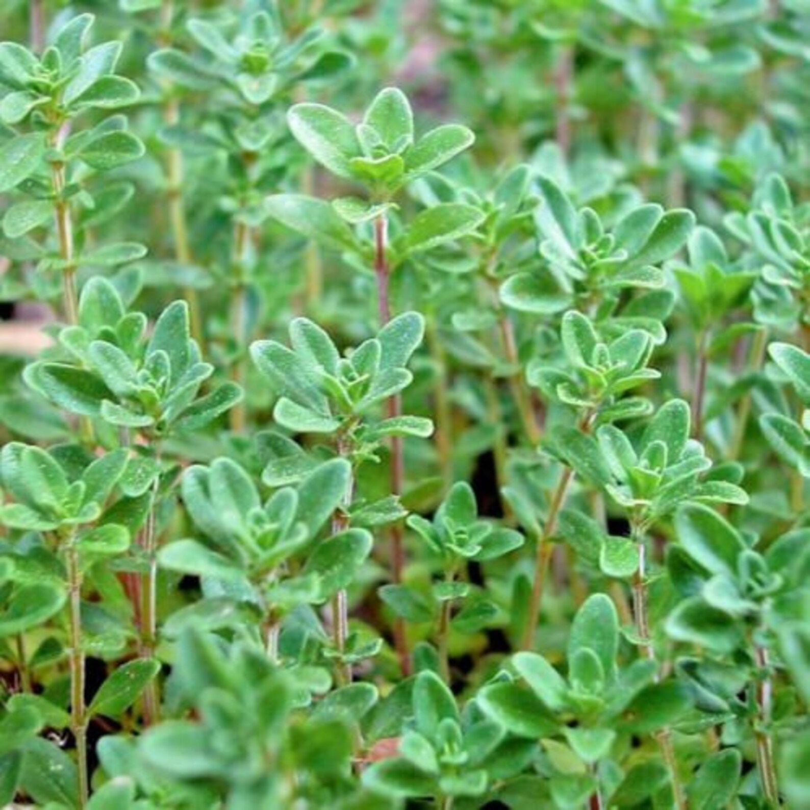 500COMMON THYME Seeds Organic Perennial Herb English German - Etsy