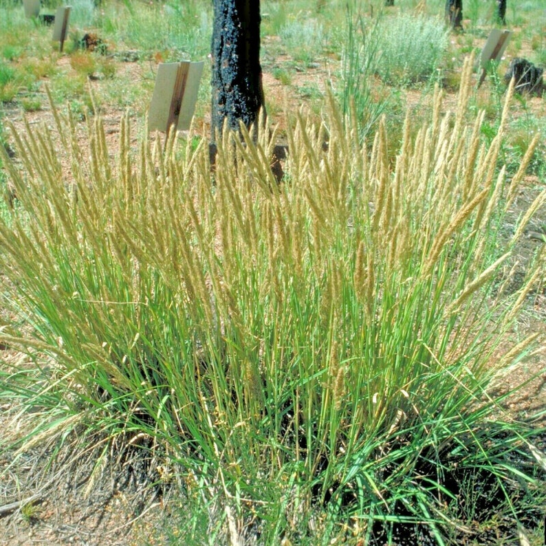 500PRAIRIE JUNE GRASS Seeds Native Prairie Grass Clumping Etsy