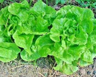 600+LITTLE GEM BUTTERHEAD Lettuce Seeds Organic Heirloom Salad Vegetable Garden Patio Container Easy Fast