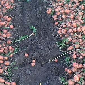 300+ Parisian Round Carrot Seeds – French Heirloom – Organic, Non-GMO – Little Seed Store