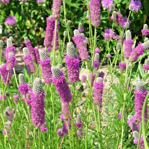 500+PURPLE PRAIRIE CLOVER Seeds Native Prairie Wildflower Heat Cold Drought Tolerant Pollinators Game Birds Easy