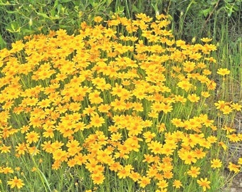 300+OREGON SUNSHINE aka WOOLEY Sunflower Native Wildflower Drought Heat Cold Poor Soils Cut Flowers Pollinators
