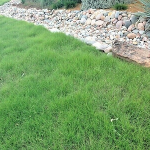 1 oz BUFFALO GRASS Seed Native Prairie Sedge Low Maintenance Turf Drought Heat Cold