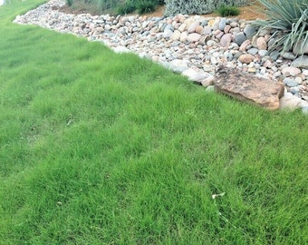 1 oz BUFFALO GRASS Seed Native Prairie Sedge Low Maintenance Turf Drought Heat Cold