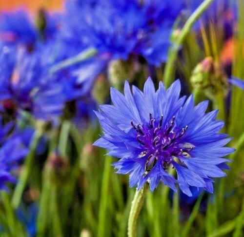 thumbnail image 2 of Dwarf Blue Bachelor Button Seeds – 300+ Cornflower Seeds For Garden, Cut Flowers, Deer Resistant & Drought Tolerant 2 of 13