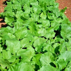 1 oz TENDERGREEN MUSTARD GREENS Seeds Organic Heirloom Native Vegetable Garden Container Easy