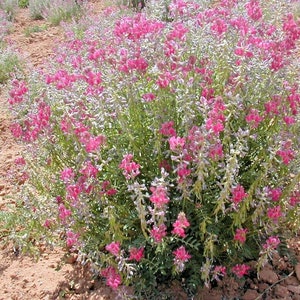 50+UTAH Northern SWEETVETCH Flower Seeds Native Wildflower Drought Heat Cold Tolerant Poor Soils Long Bloomer