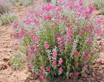 25+UTAH Northern SWEETVETCH Flower Seeds Native Wildflower Drought Heat Cold Tolerant Poor Soils Long Bloomer